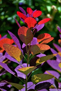 Smoke Tree