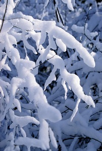 Snow Berries