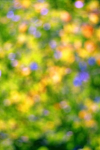 Garden Patterns