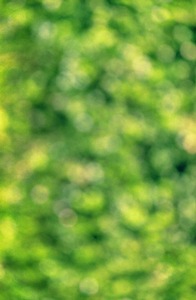 Garden Green