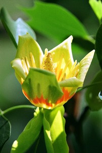 Poplar Bloom