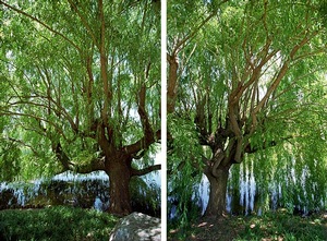 Willows