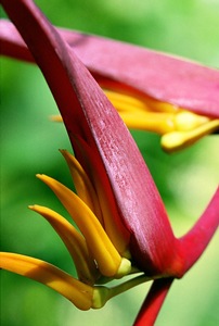 Tropical Essence 1