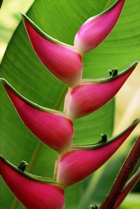Tropical Essence 2