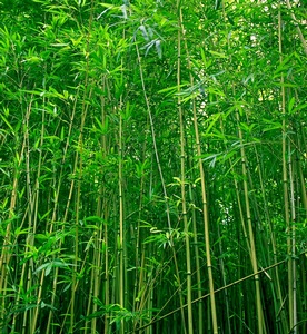 Bamboo 2
