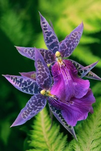 Purple Orchid Fairies
