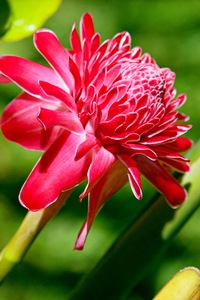 Torch Ginger
