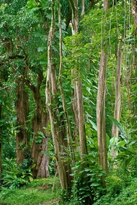 Green 1