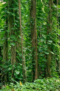 Green 2
