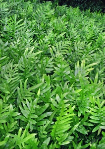 Tropical Leaves