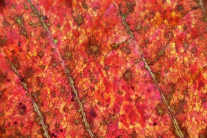 Fig Leaf