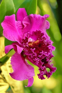 Cattleya Orchid
