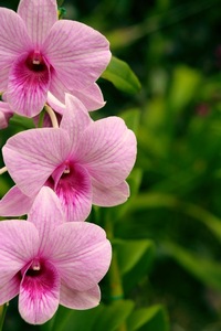 Vanda Three