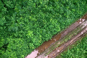 Rainforest Road
