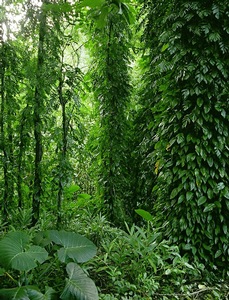 Tropical Foliage