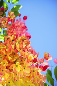 Rainbow Shower Tree