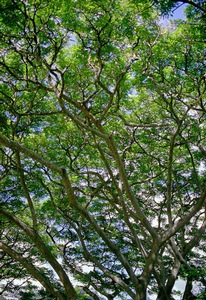 Canopy