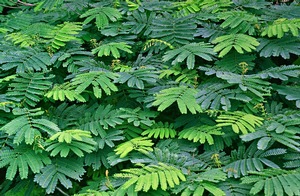 Locust Leaves