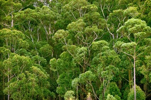 Trees
