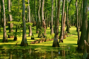 Banyan Trees 1