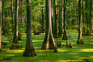 Banyan Trees 2
