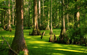Banyan Trees 3