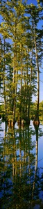 Banyan Reflection