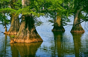 Cypress Trees 1