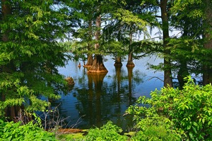 Cypress Trees 2
