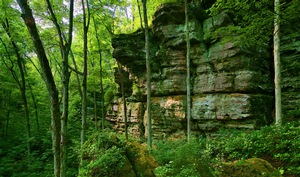 Woods Cliff