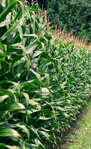 Corn Field