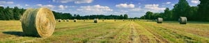 Field Harvest