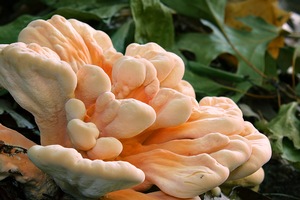 Bracket Fungi