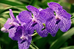 Vanda Orchids