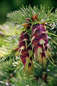 Cones