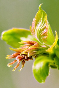 Tree Bud 1