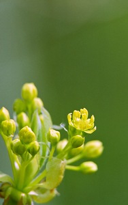 Tree Bud 2