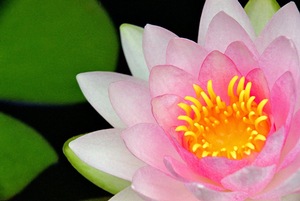 Pink Lily