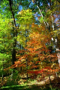Woods