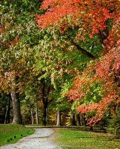 Fall Trail