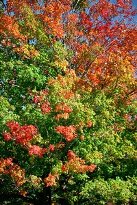 Motley Maple