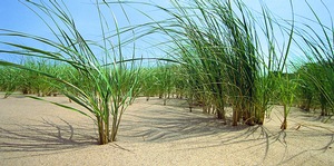 Beach Grass