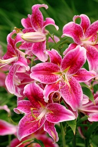 Oriental Day-Lily