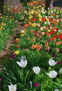 Tulip Path