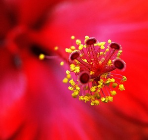 Stamen of Hibiscus