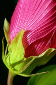 Tropical Essence 4