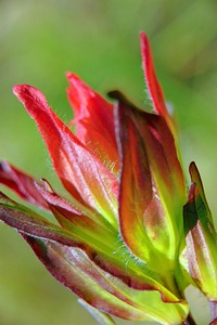 Red Bud