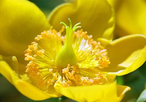 Many Yellows
