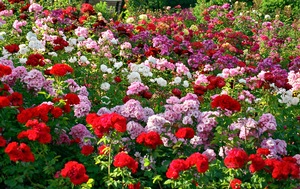Rose Garden