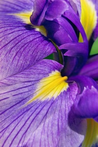 Purple Iris 2